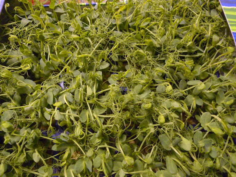 Tray of pea shoots grown from large soaked seed