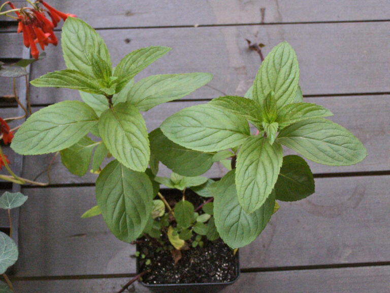 Peppermint plant with upright stems in a small nursery pot