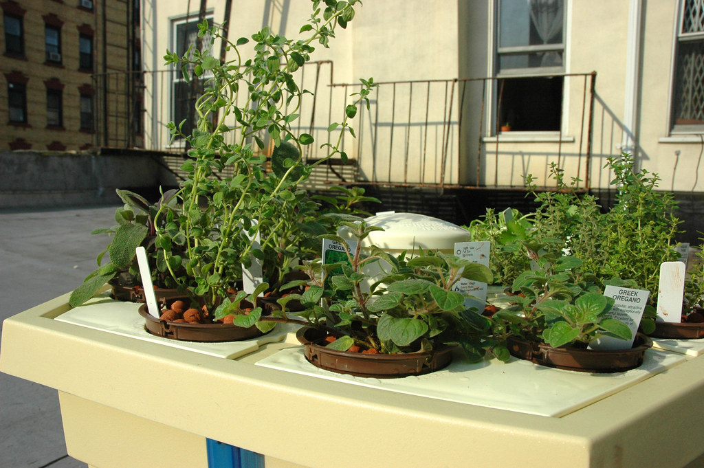 Hydroponic herb garden whose nutrient solution is checked with a ppm to EC meter