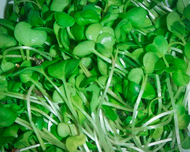 Green radish microgreens a few days after the blackout period ended