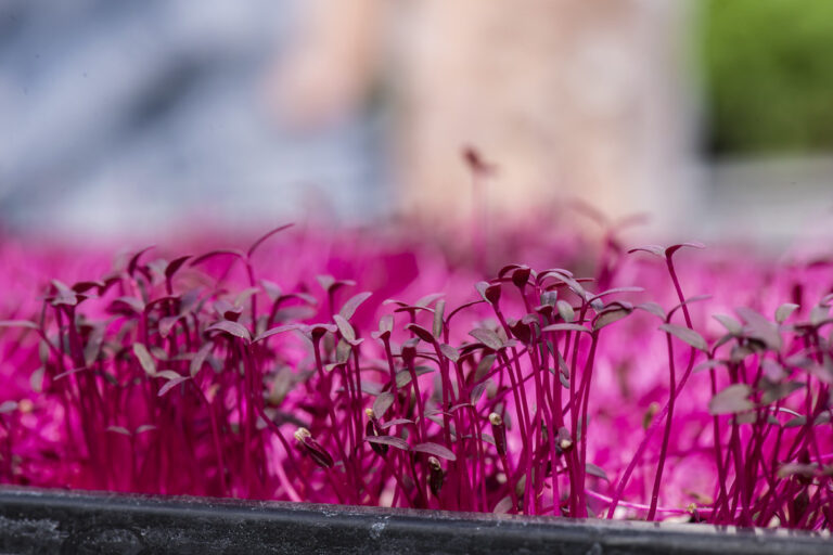 Tray of red amaranth microgreens with open cotyledons, ready to harvest microgreens