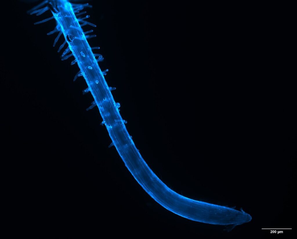 Microscope image of a young seedling root with root hairs growing behind the bare root tip