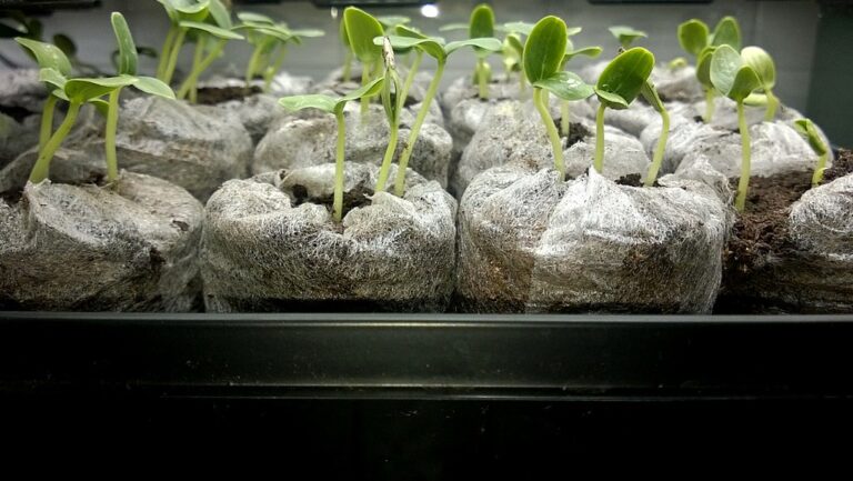 Young seedlings in peat pellets under a grow light after germination