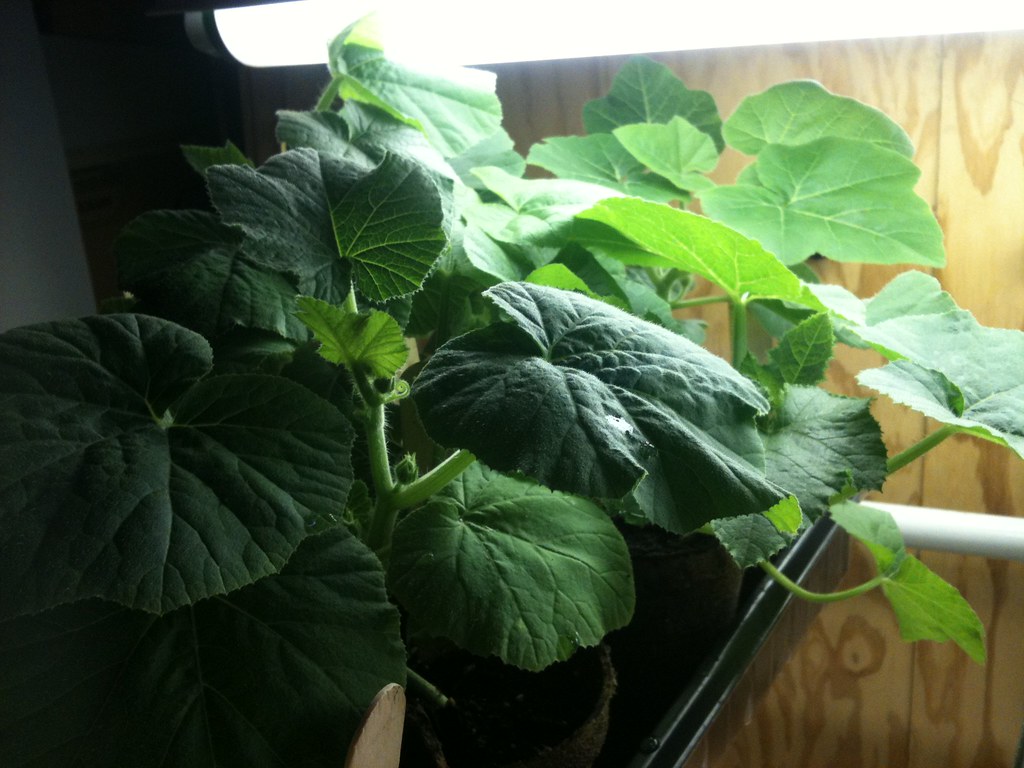 Squash-family seedlings under a fluorescent tube getting 16 hours of light a day