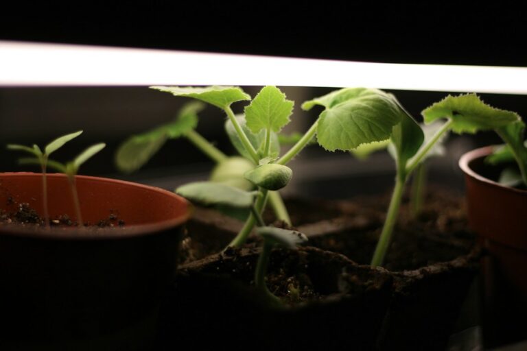 Young cucurbit seedlings in pots directly beneath a glowing fluorescent tube