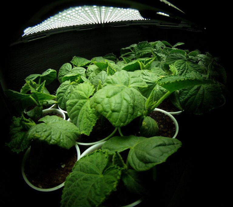 Young cucumber plants in pots under a white LED grow light panel