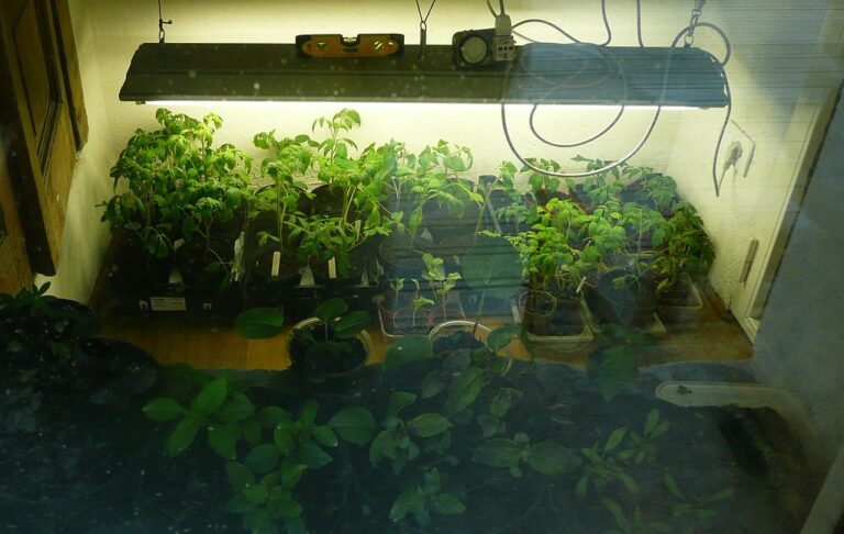 Tomato seedlings under a shop light hung on adjustable chains