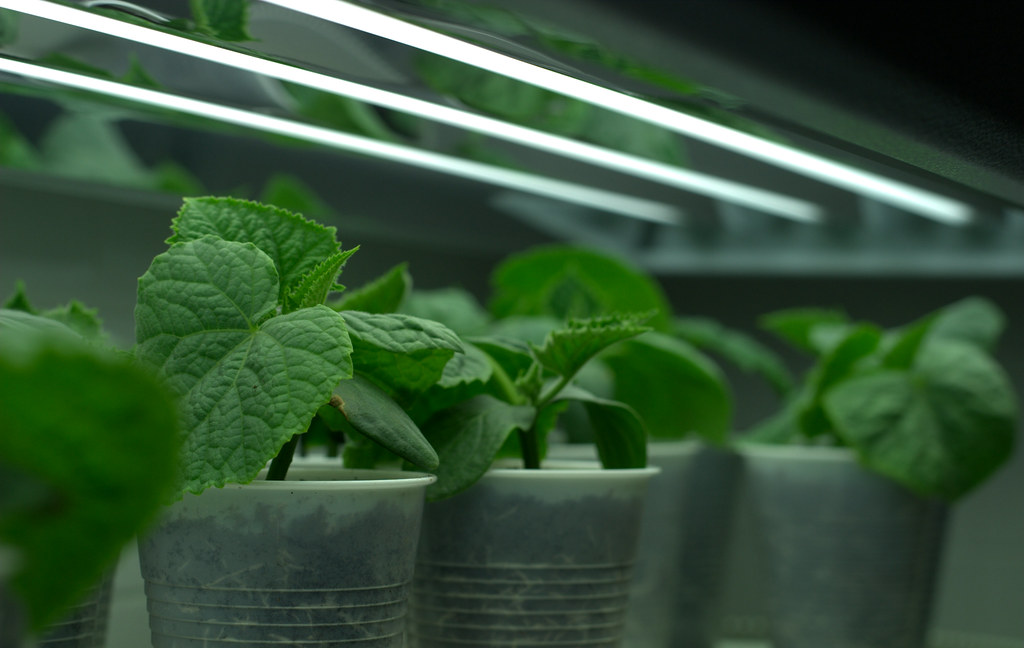 Cucumber seedlings a few inches below a four-tube T5 fluorescent fixture, showing close grow light distance