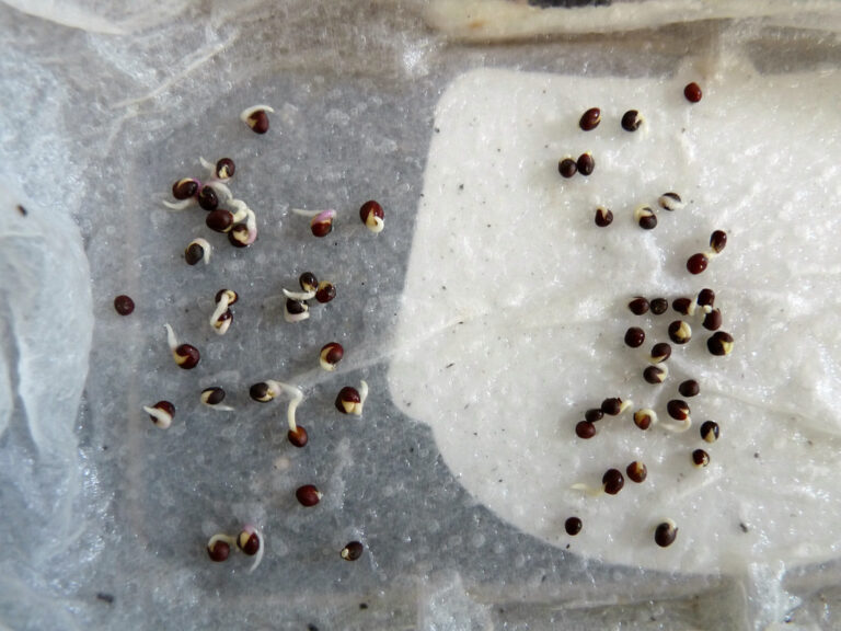 Small dark seeds with white roots on a damp paper towel during a germination test