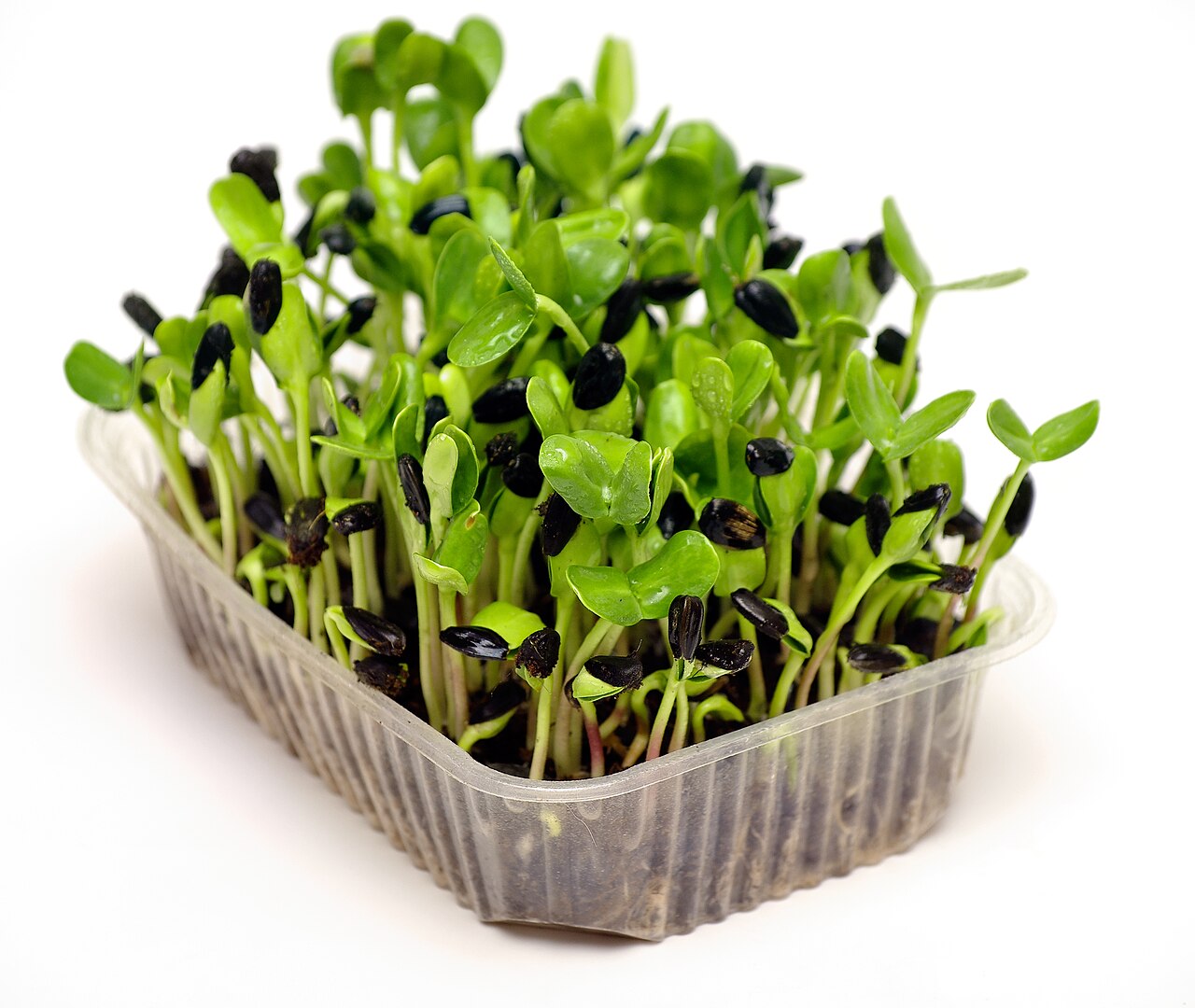 Sunflower microgreens in a tray after the blackout period, some black hulls still on the leaves