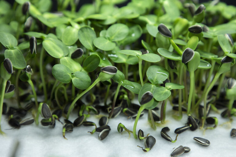 Sunflower microgreens growing on a white fibre pad without soil