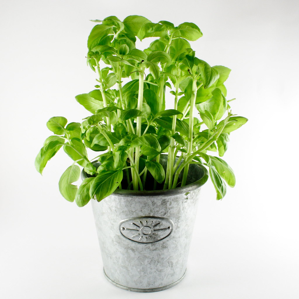 Sweet basil indoors in a metal pot, many stems crowded together
