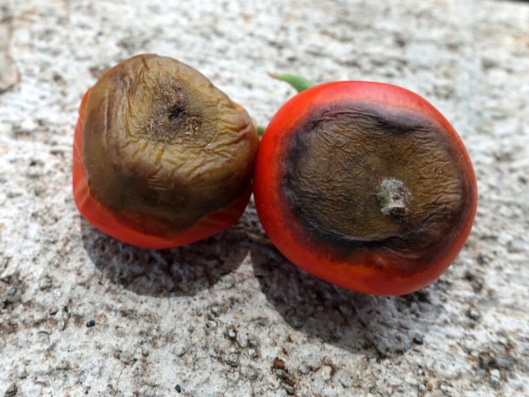 Two ripe tomatoes with dark sunken leathery patches at the blossom end