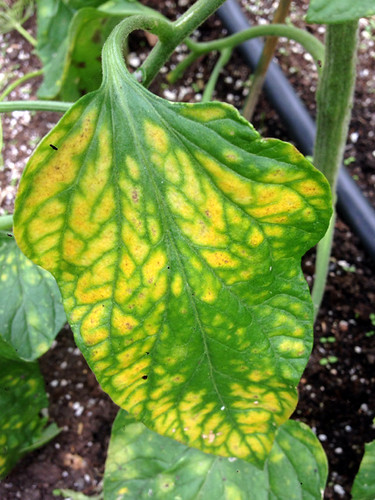 Tomato leaf with yellow tissue between green veins, typical magnesium deficiency