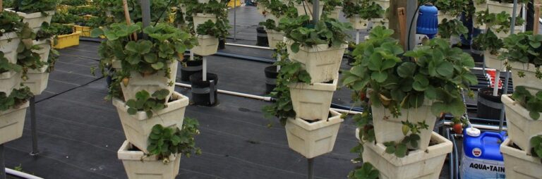 Strawberry plants growing in stacked vertical pots with drip lines