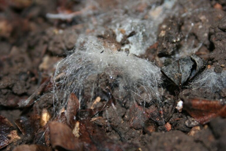 Cobweb-like white mold threads spreading over damp growing medium, the way microgreens mold looks