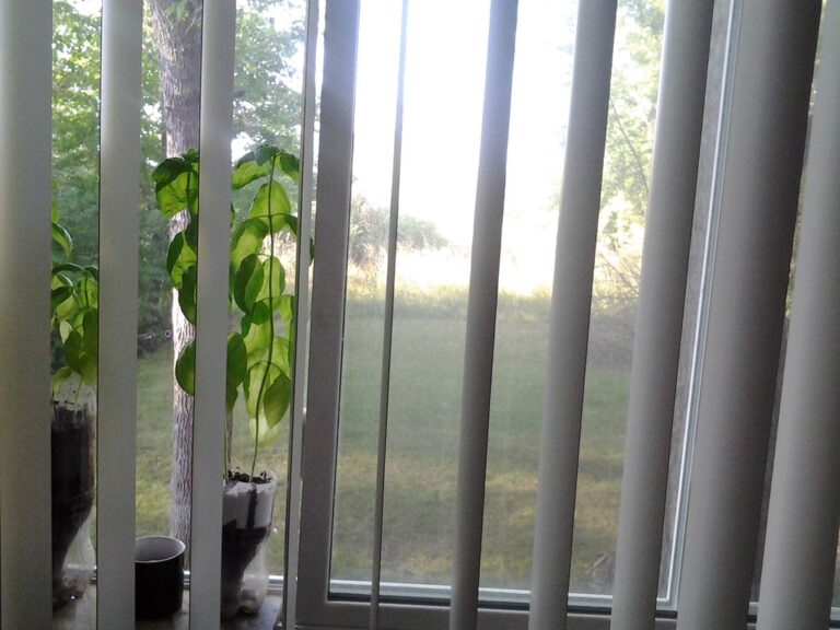 Basil indoors on a windowsill behind vertical blinds, stems stretched toward the glass