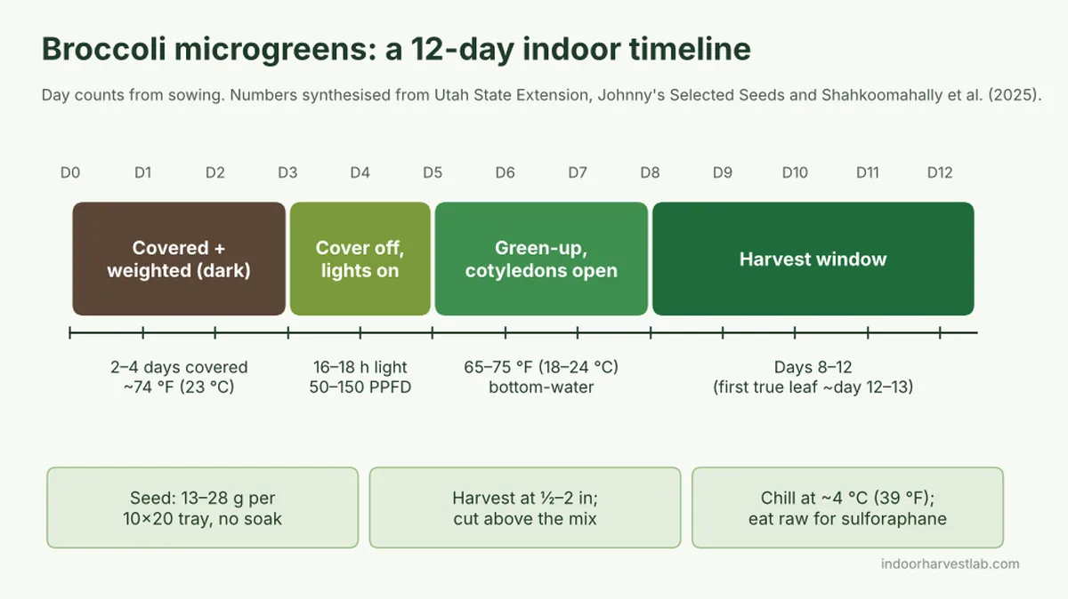 Broccoli Microgreens: 7 Proven Steps to Harvest in 12 Days - Indoor ...